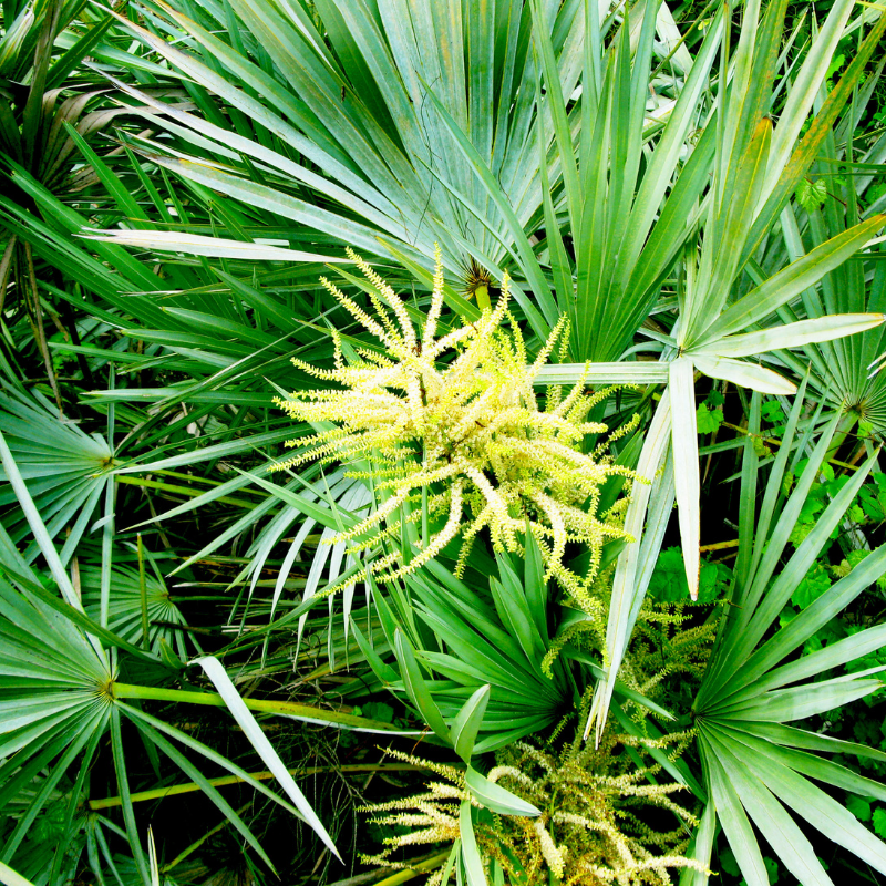 Dwarf Date Palm, Stemless date palm seeds - 10