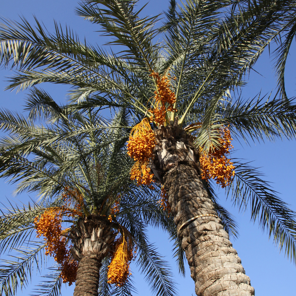 Mazafati Date Palm seeds, Rotab Date - 5