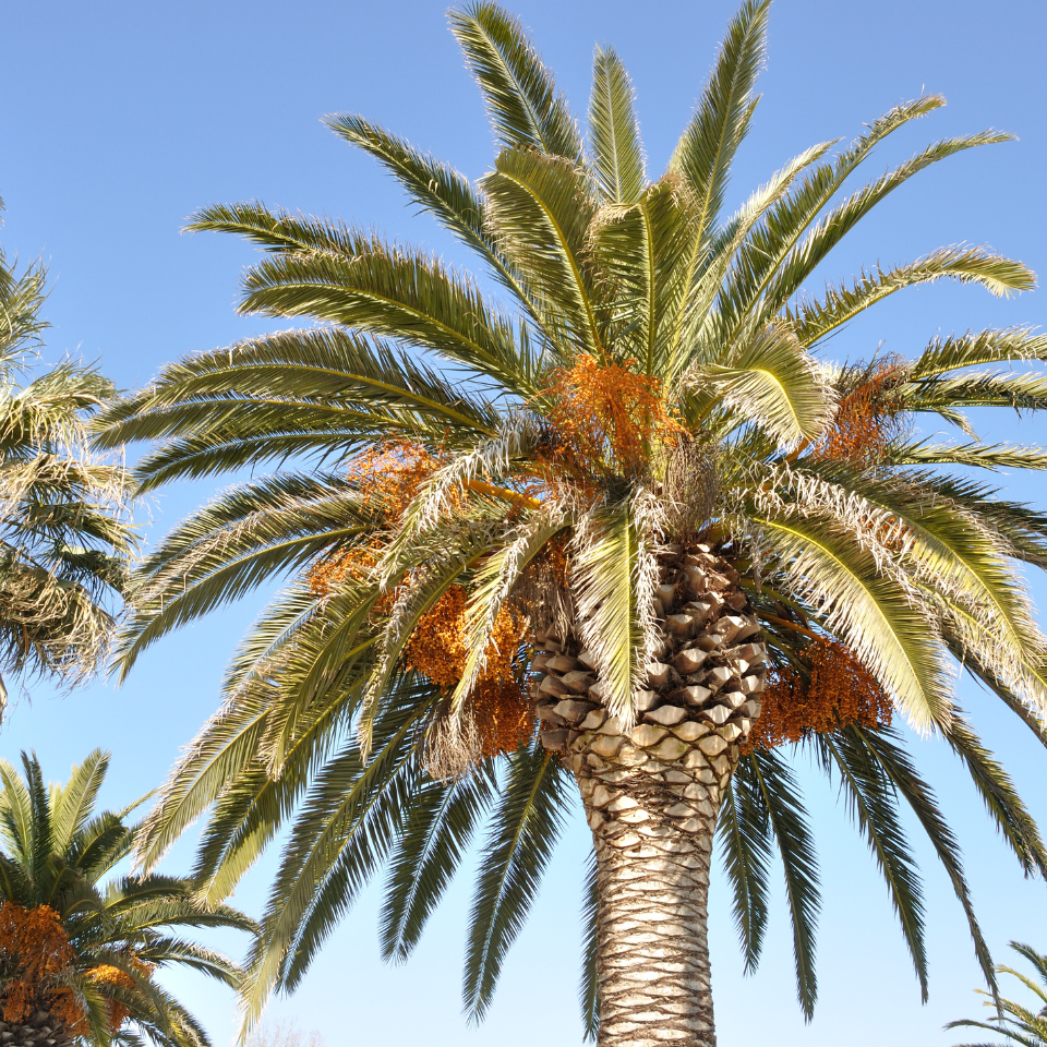 Mazafati Date Palm seeds, Rotab Date - 5