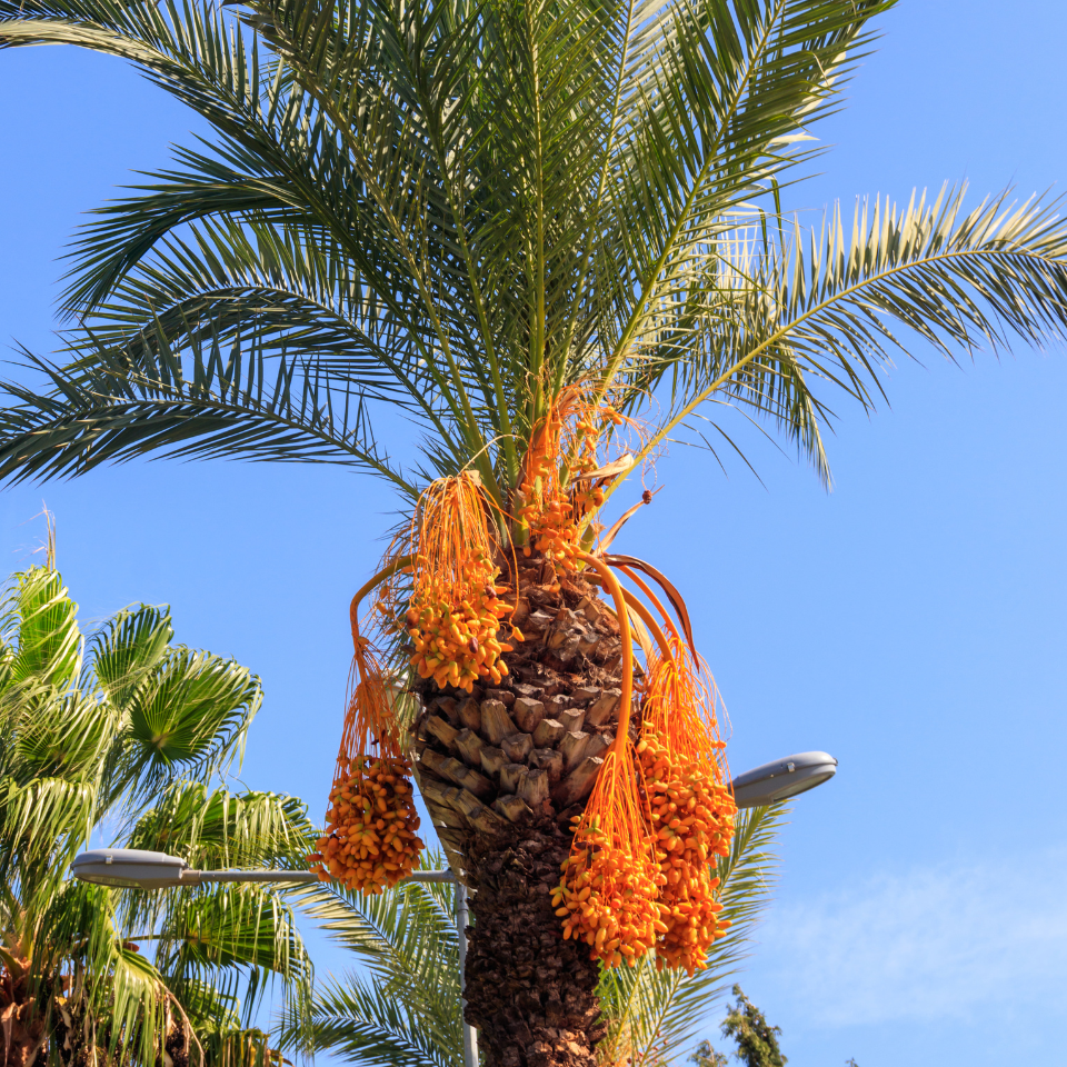 Mazafati Date Palm seeds, Rotab Date - 5