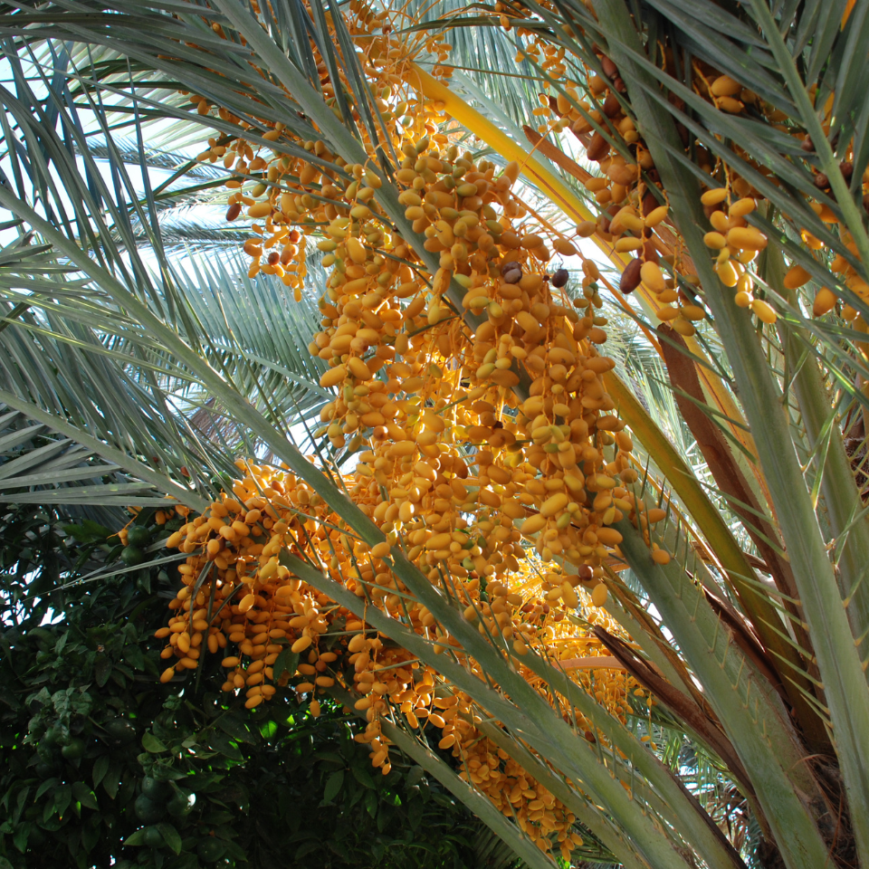 Mazafati Date Palm seeds, Rotab Date - 5