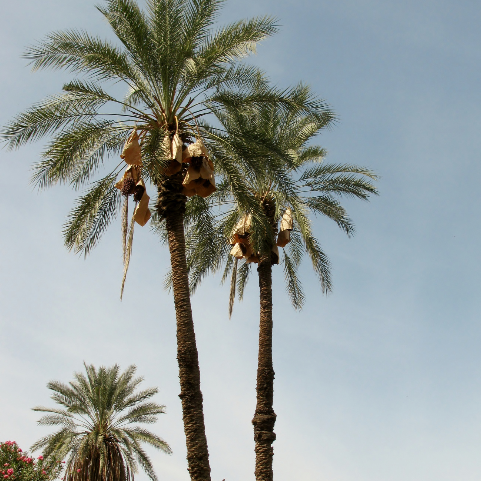 Mazafati Date Palm seeds, Rotab Date - 5