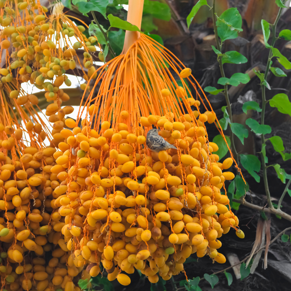 Mazafati Date Palm seeds, Rotab Date - 5