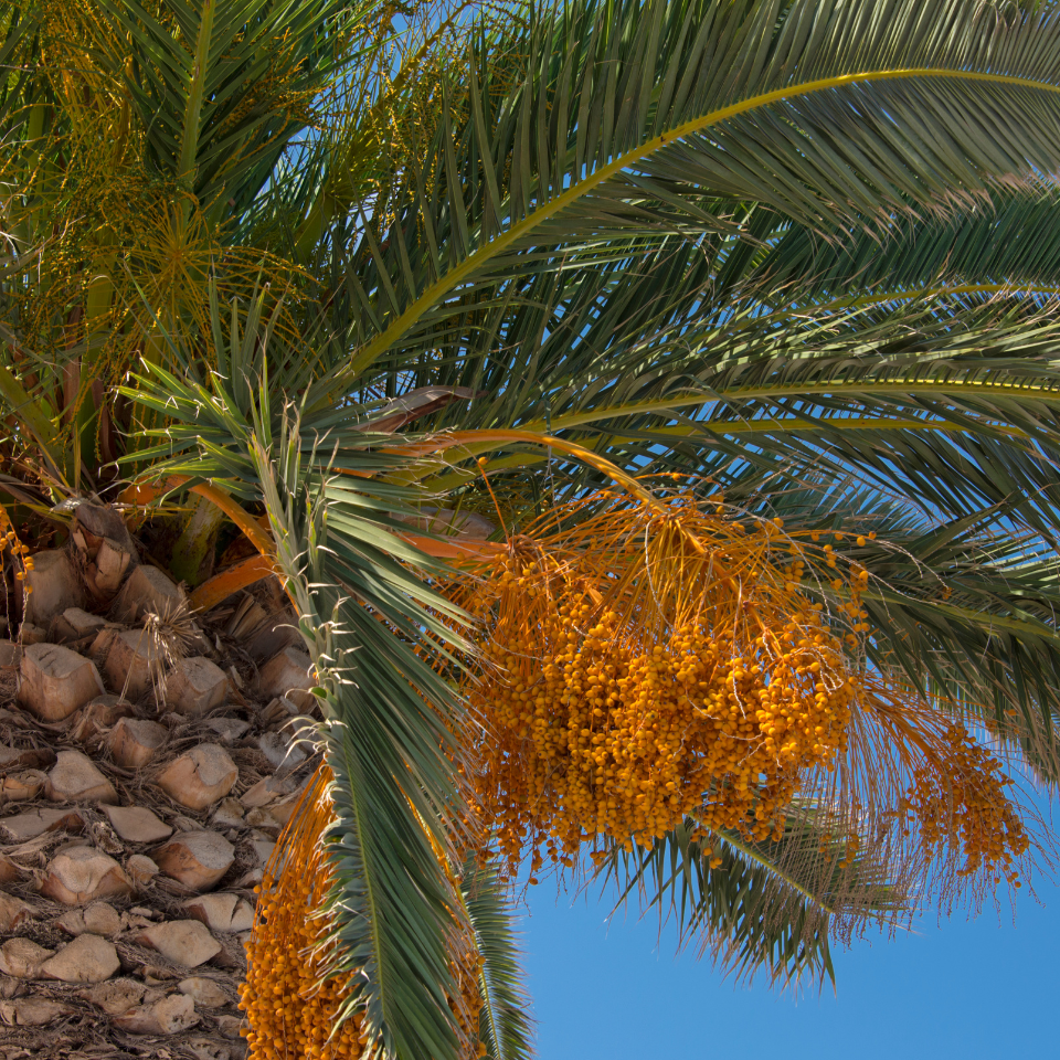 Mazafati Date Palm seeds, Rotab Date - 5