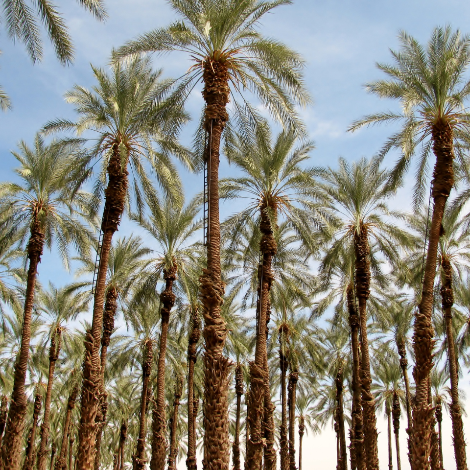 Mazafati Date Palm seeds, Rotab Date - 5