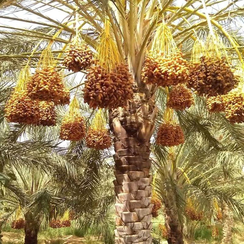 Deglet Nour Date Palm seeds - 5
