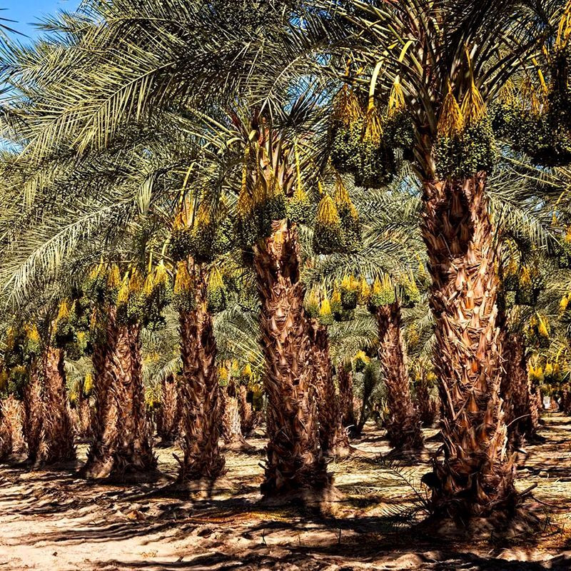Deglet Nour Date Palm seeds - 5