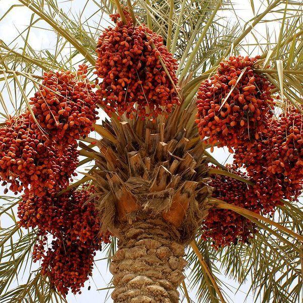 Deglet Nour Date Palm seeds - 5