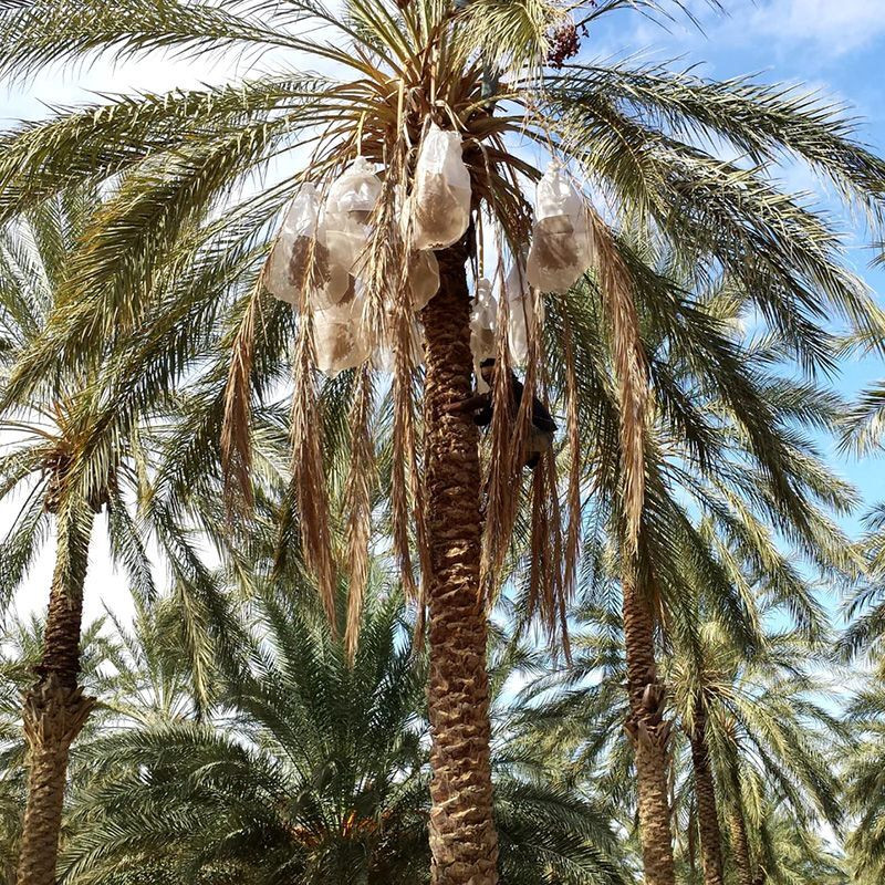Deglet Nour Date Palm seeds - 5