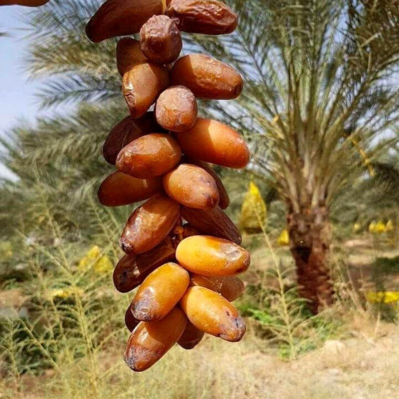 Deglet Nour Date Palm seeds - 5