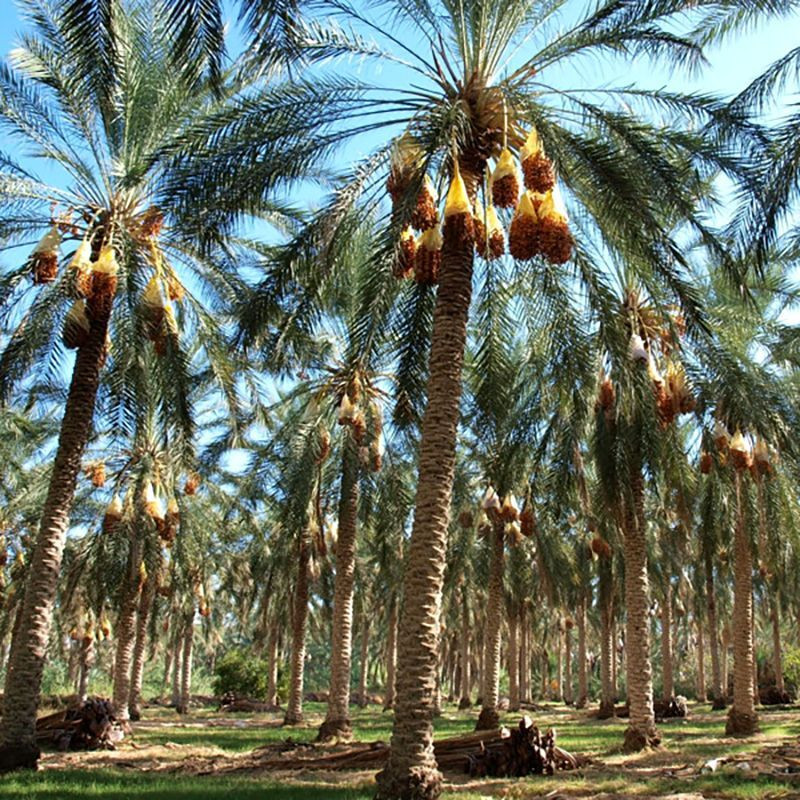 Deglet Nour Date Palm seeds - 5