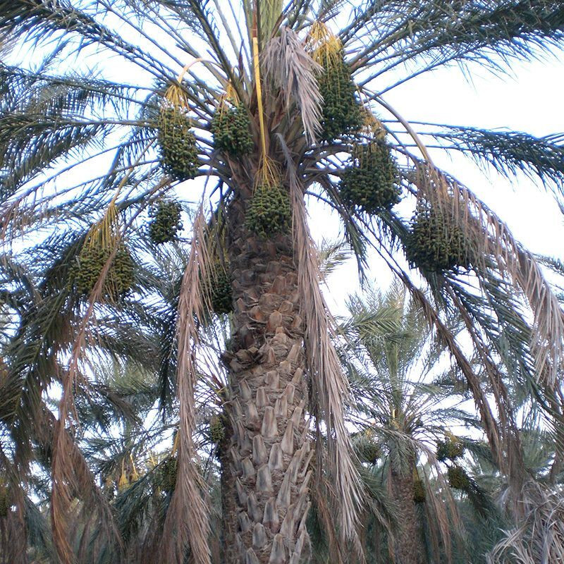 Deglet Nour Date Palm seeds - 5