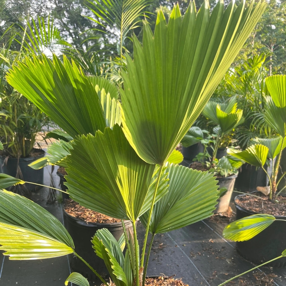 Licuala Palm seeds, Licuala grandis - 10
