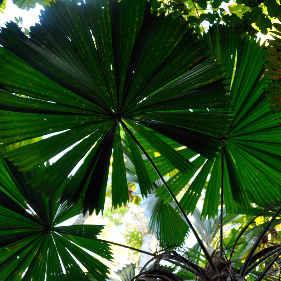 Licuala Palm seeds, Licuala grandis - 10