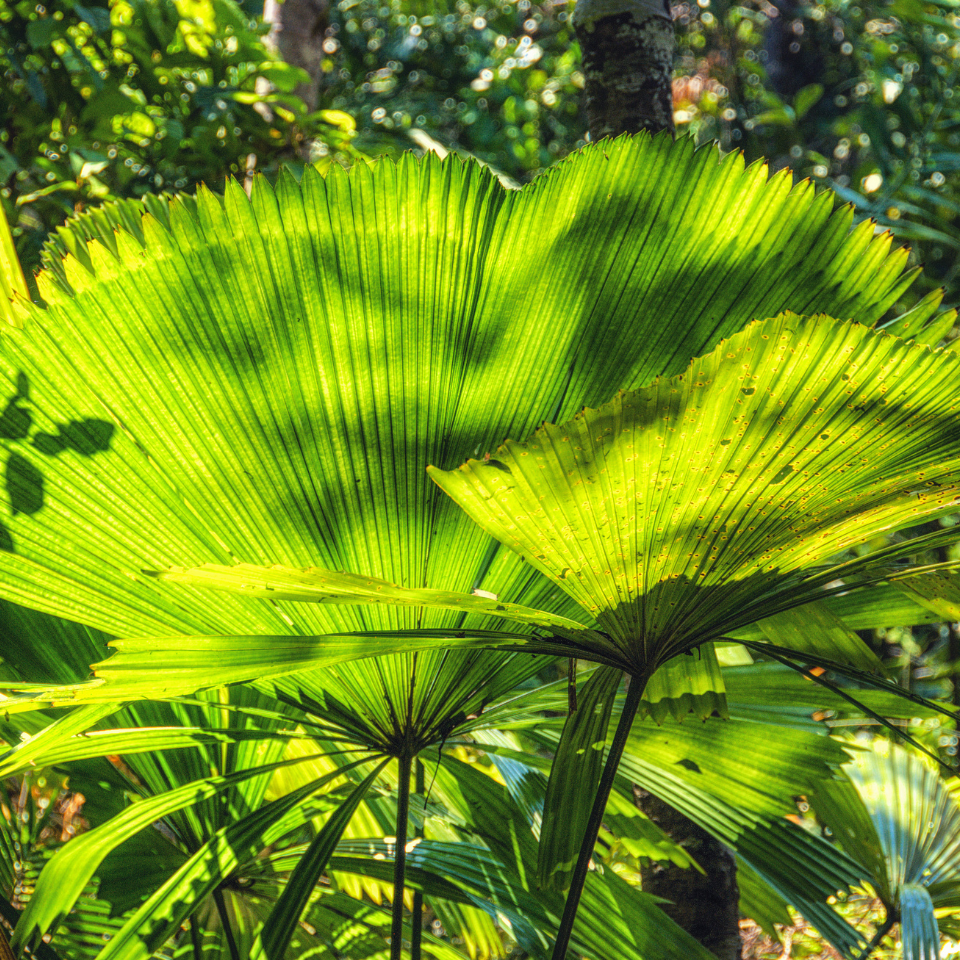 Licuala Palm seeds, Licuala grandis - 10