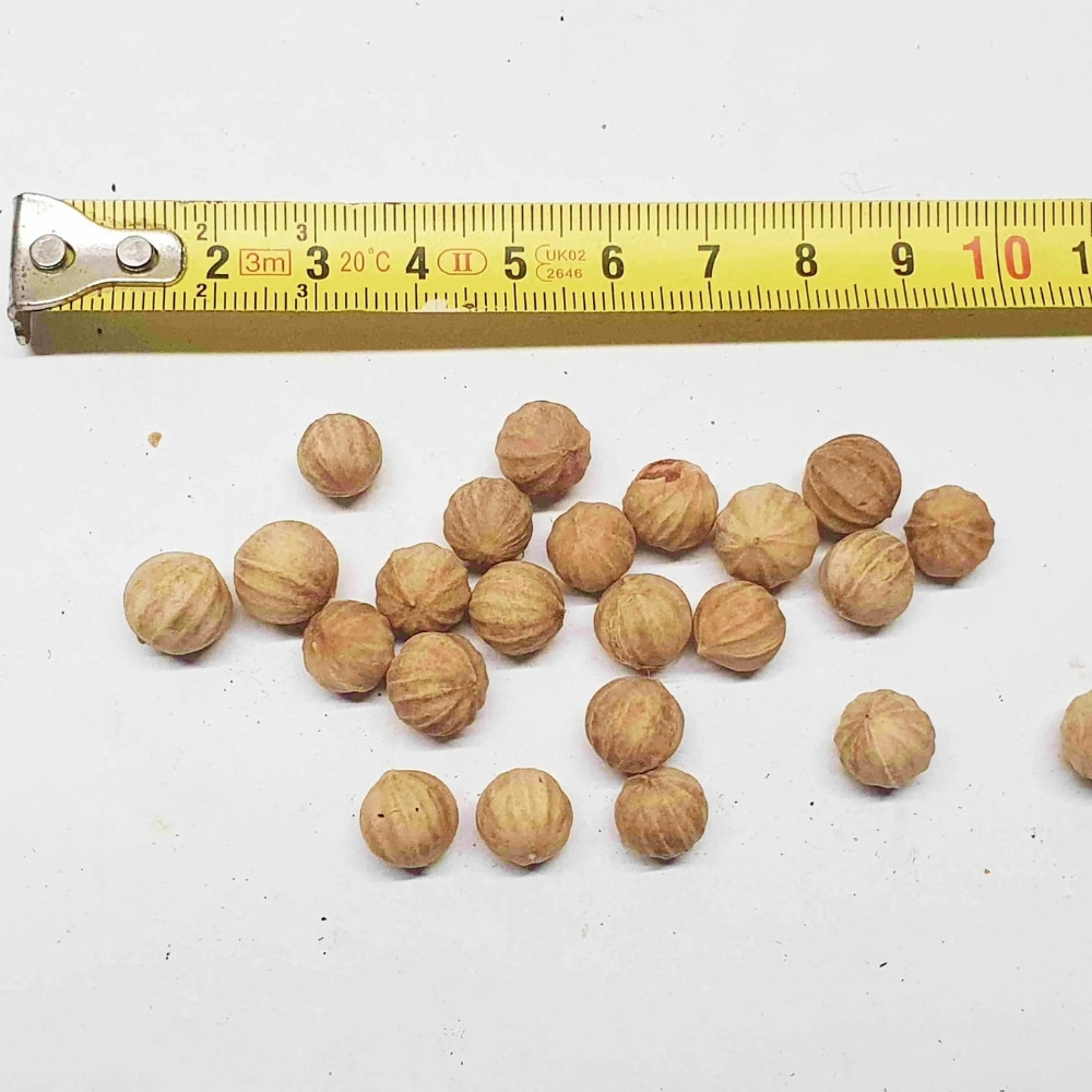 Licuala Palm seeds, Licuala grandis - 10