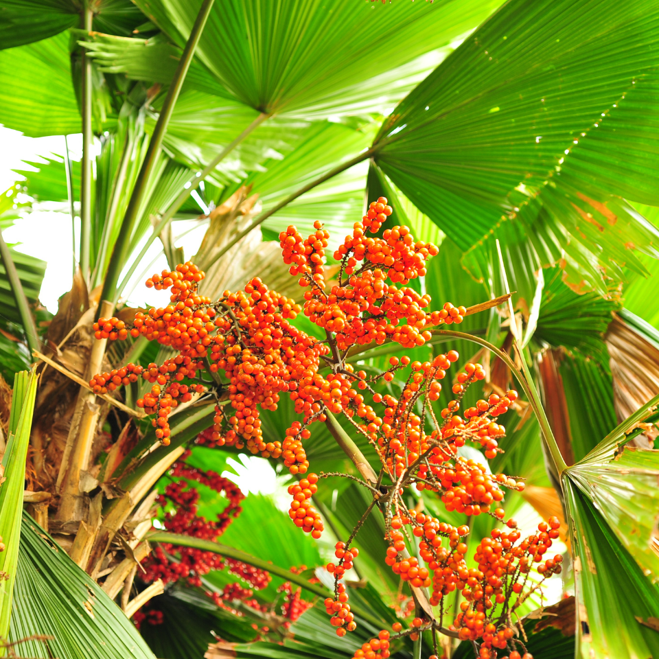 Licuala Palm seeds, Licuala grandis - 10