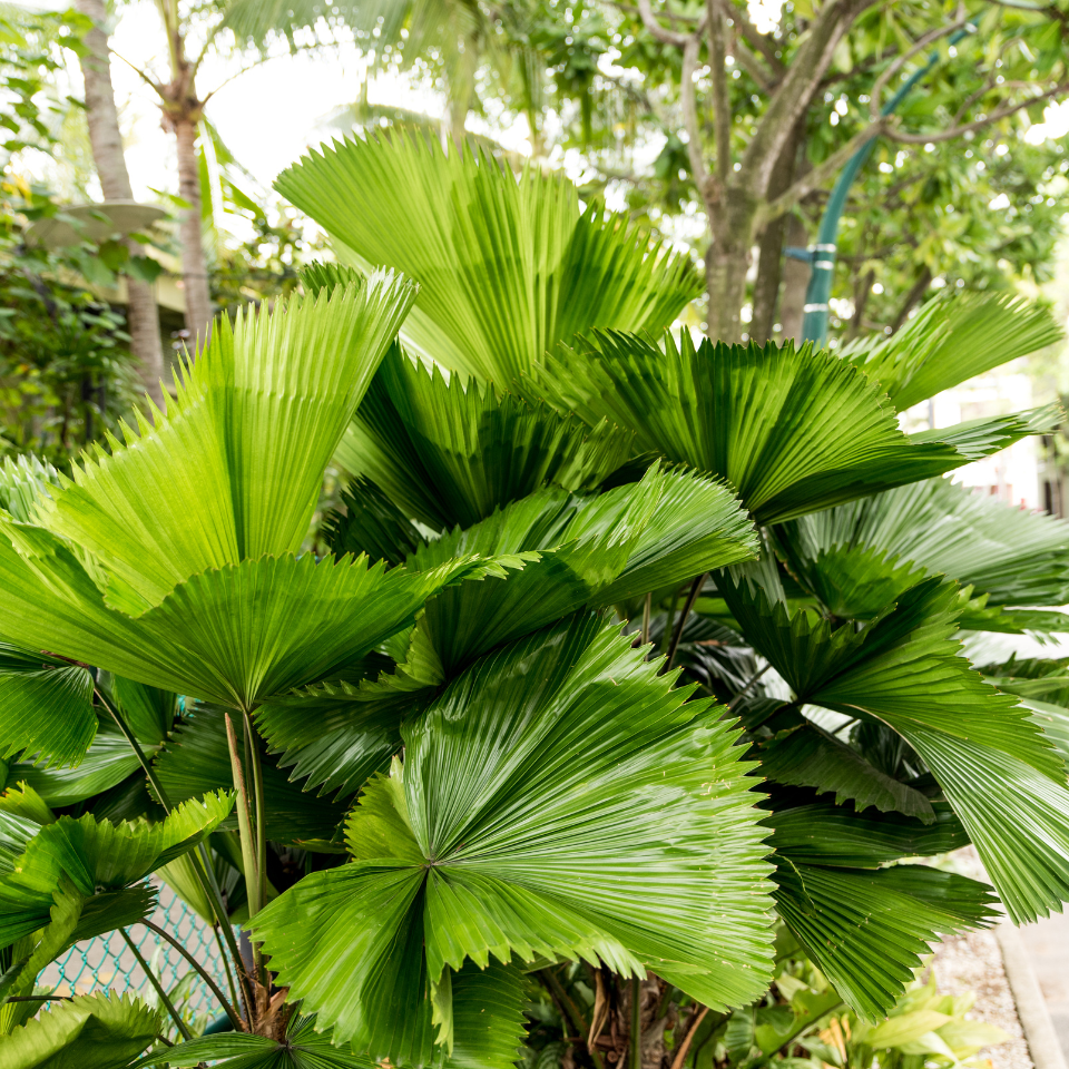 Licuala Palm seeds, Licuala grandis - 10