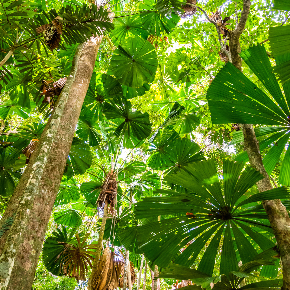 Licuala Palm seeds, Licuala grandis - 10