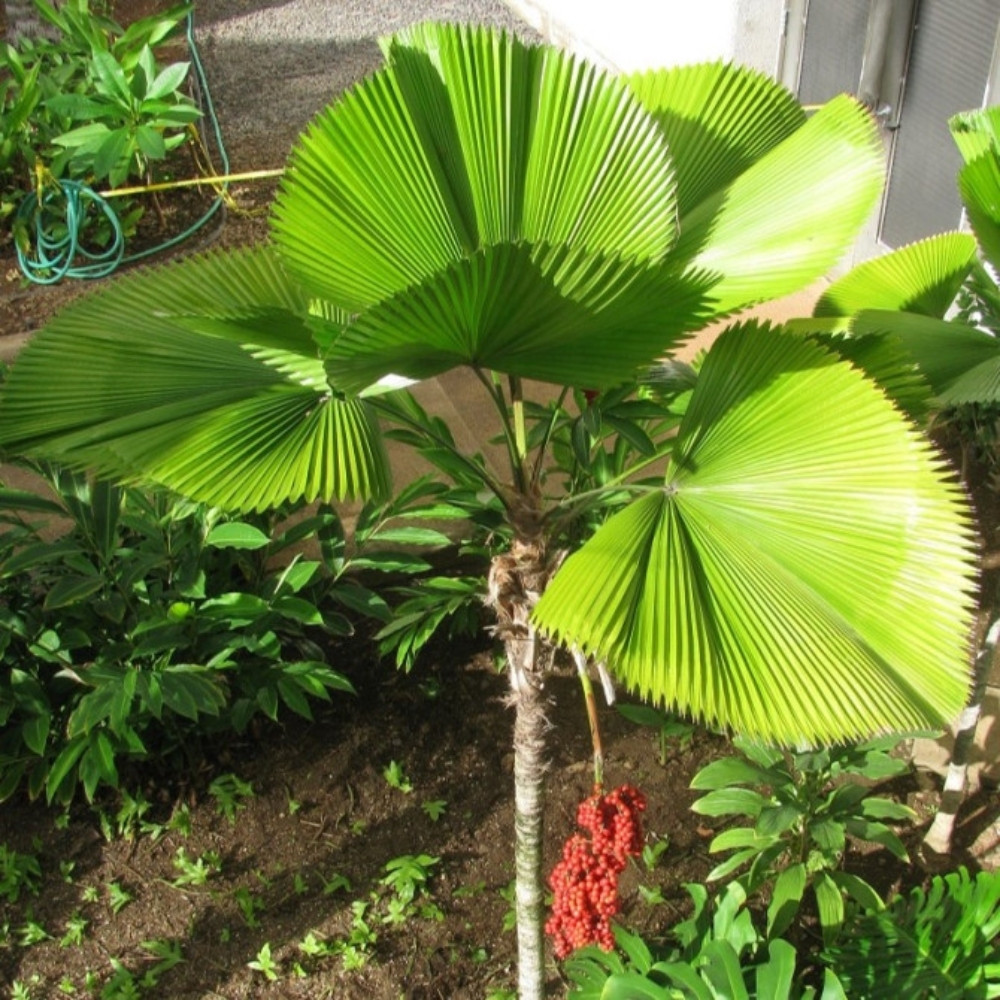 Licuala Palm seeds, Licuala grandis - 10