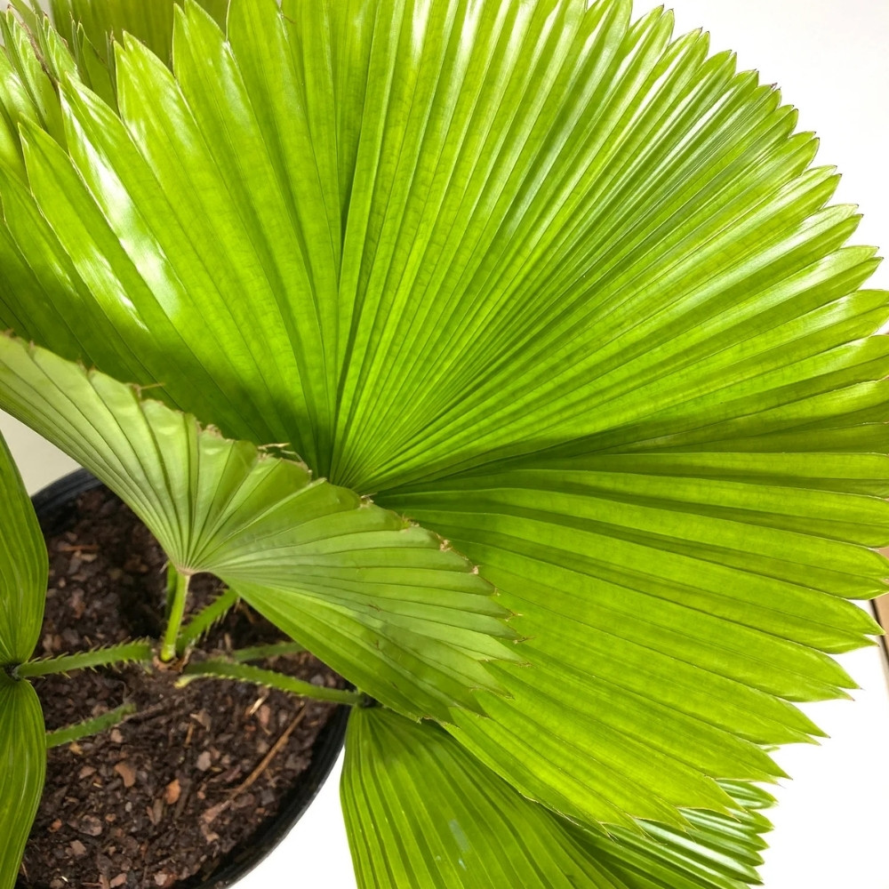Licuala Palm seeds, Licuala grandis - 10