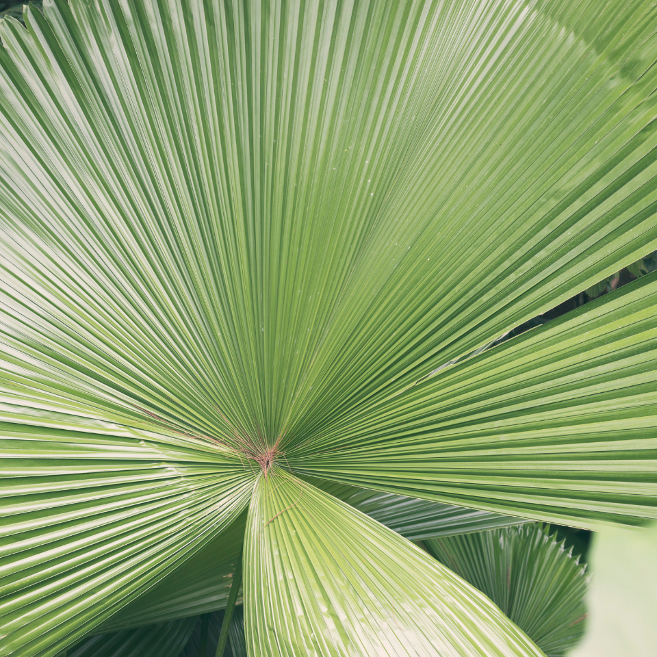 Licuala Palm seeds, Licuala grandis - 10