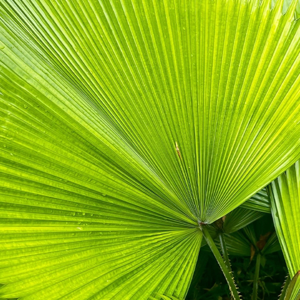 Licuala Palm seeds, Licuala grandis - 10