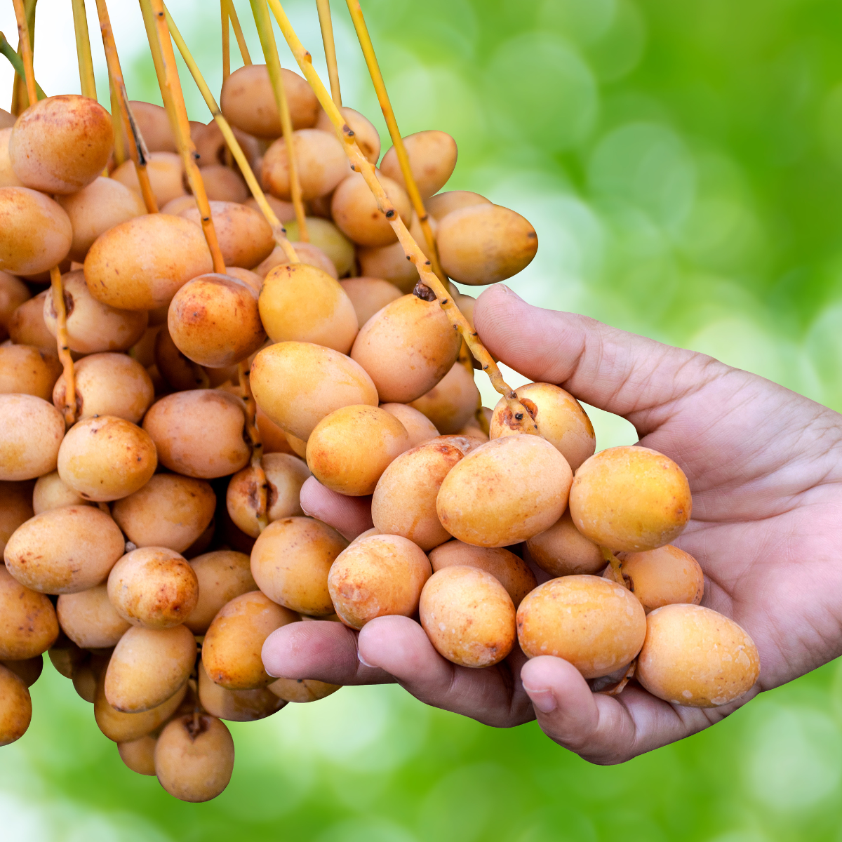 Saidy Date Palm seeds - 5