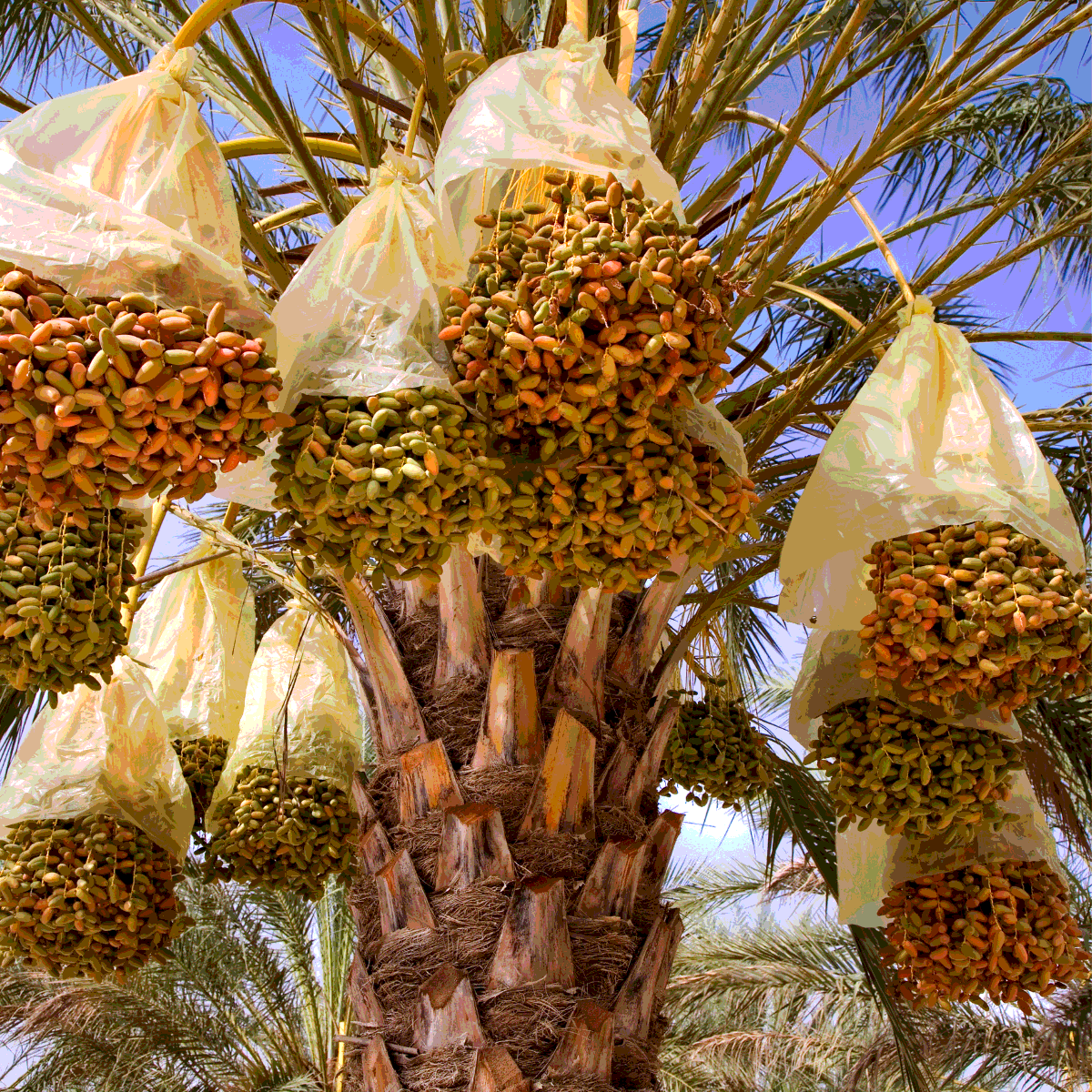 Saidy Date Palm seeds - 5