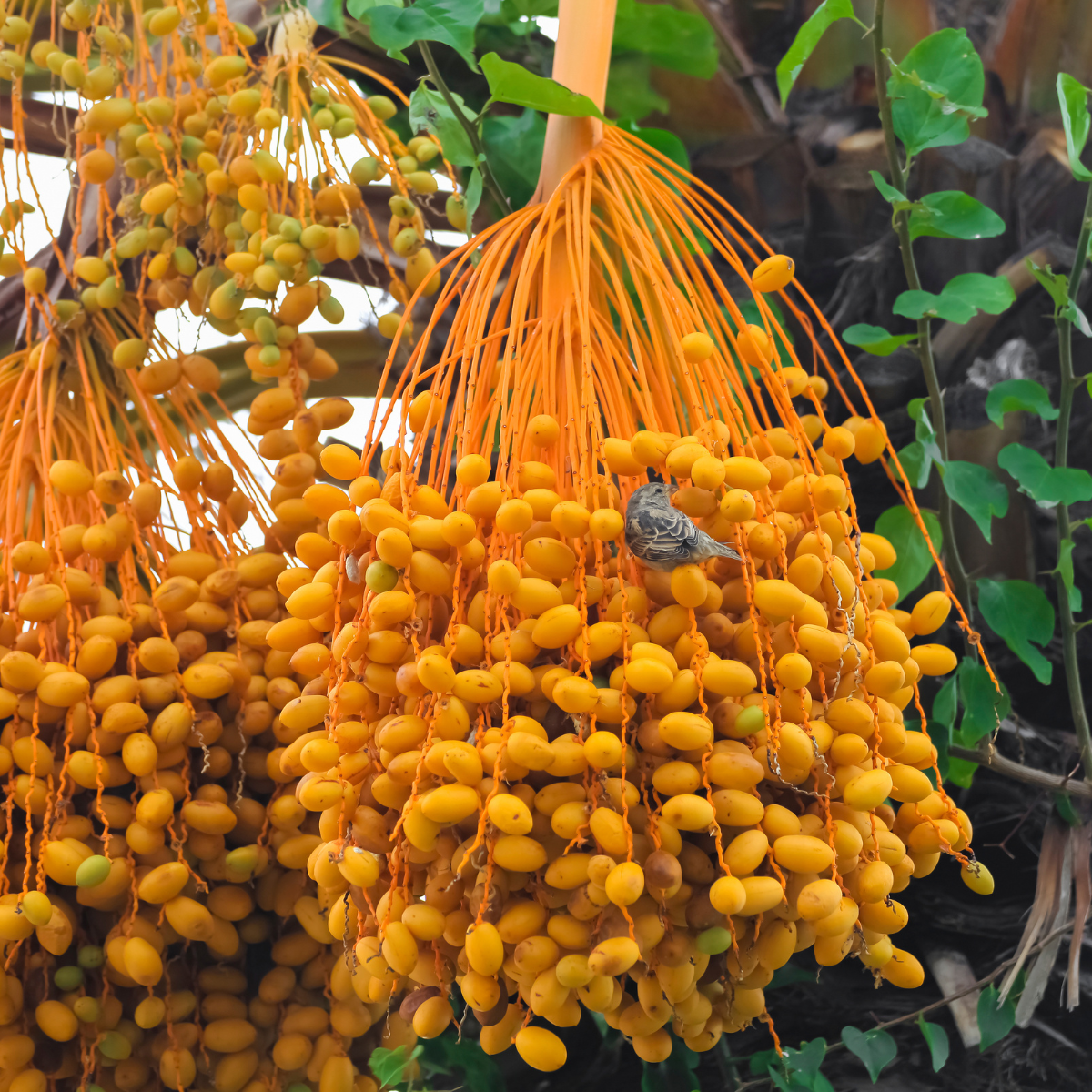 Saidy Date Palm seeds - 5