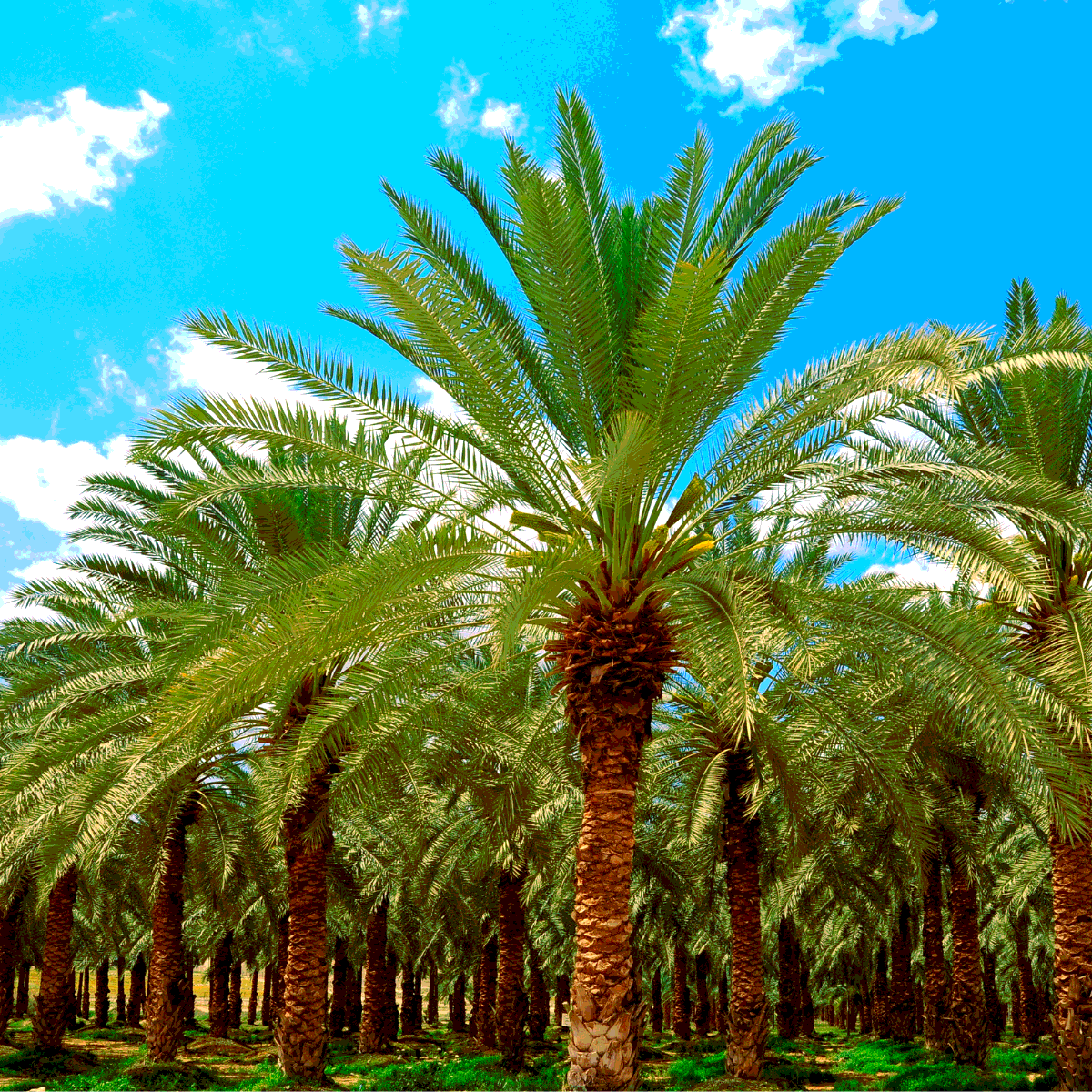 Saidy Date Palm seeds - 5