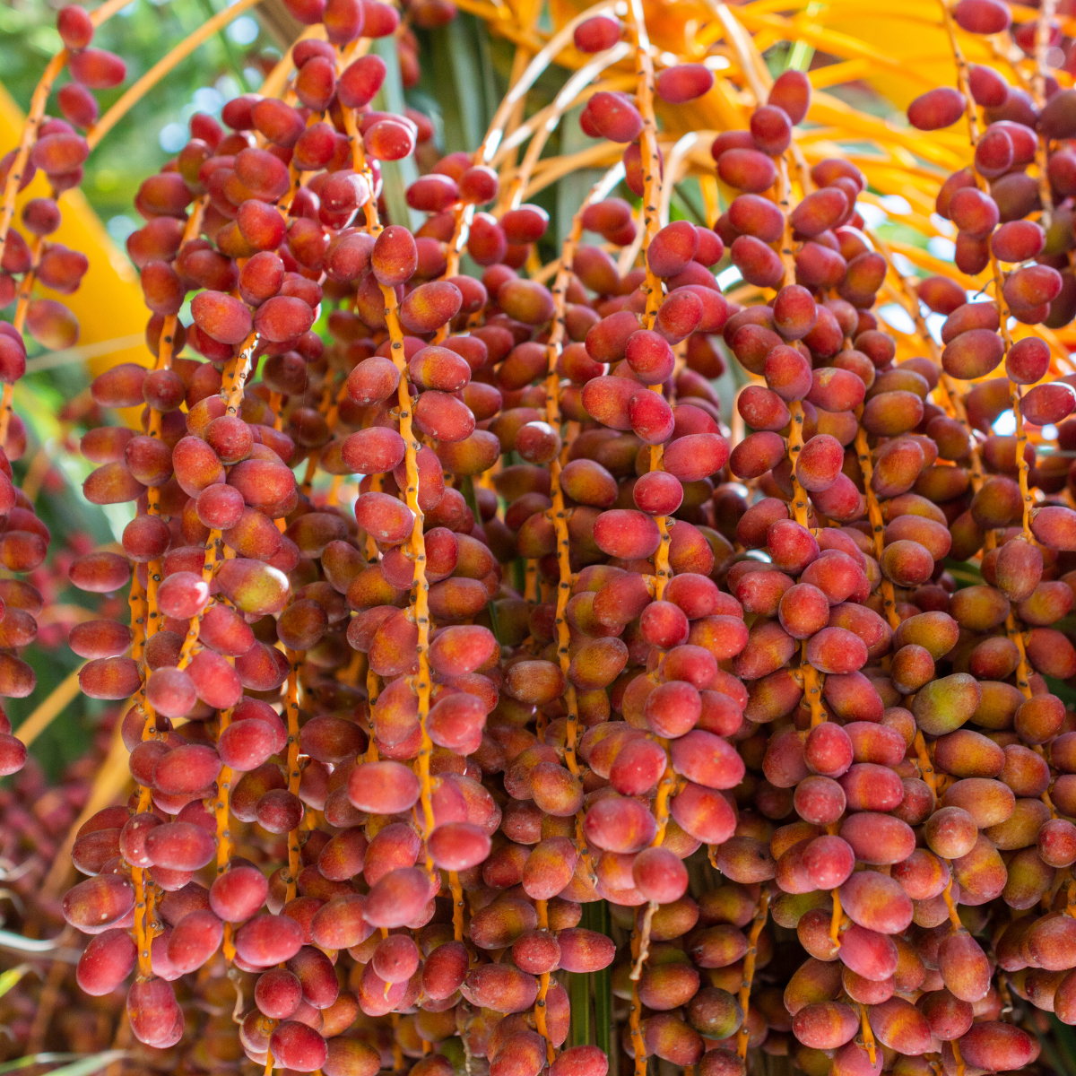 Saidy Date Palm seeds - 5
