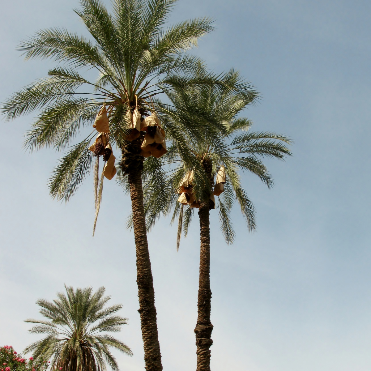 Saidy Date Palm seeds - 5