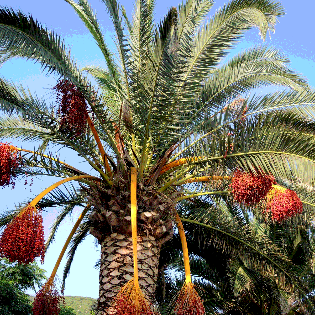 Saidy Date Palm seeds - 5
