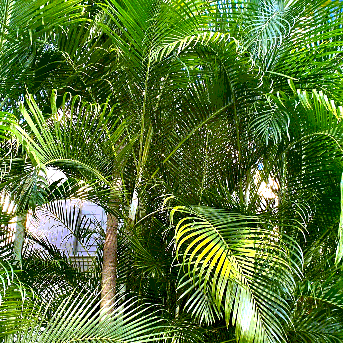 Dypsis Ampasindava seeds - 10