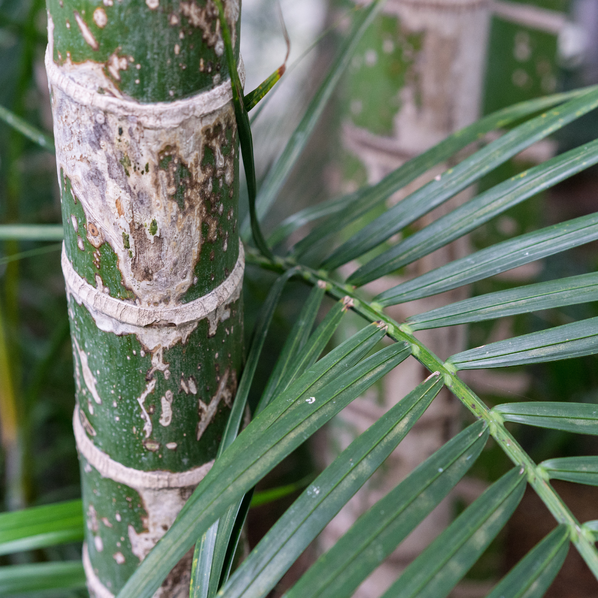 Dypsis Ampasindava seeds - 10