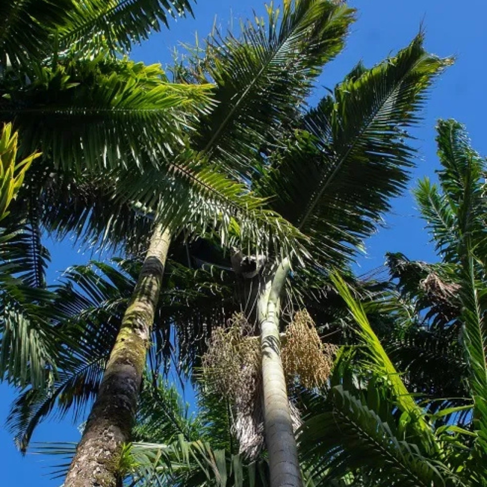 Dypsis Ampasindava seeds - 10