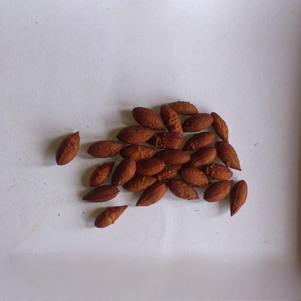 Dypsis Ampasindava seeds - 10