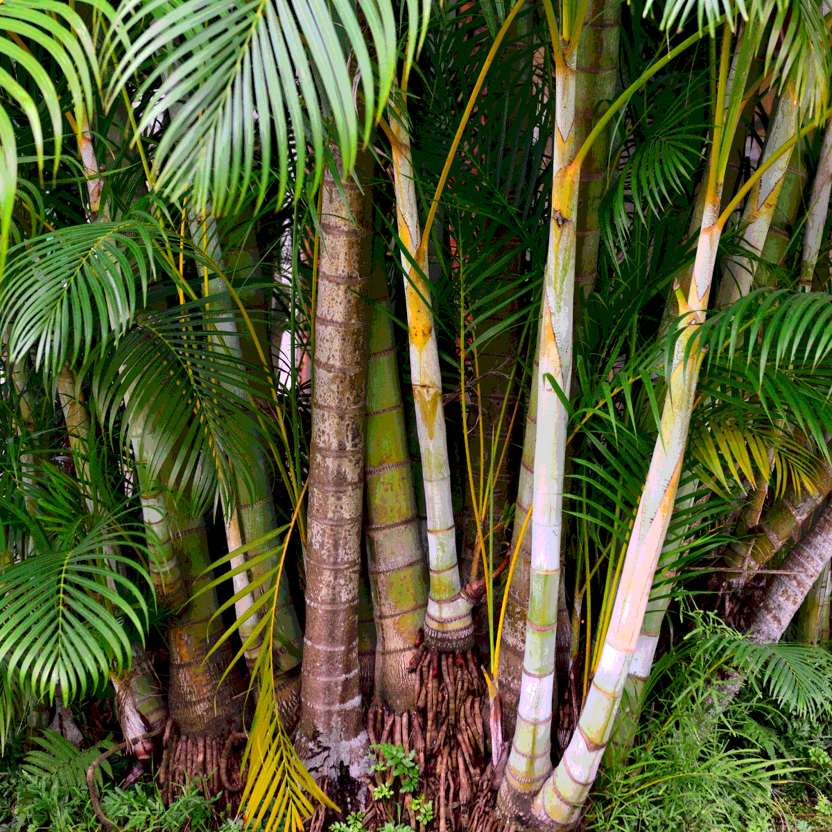 Dypsis Ampasindava seeds - 10