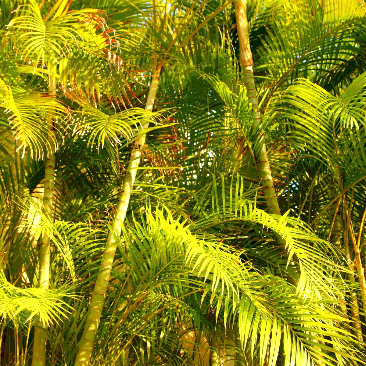 Dypsis Ampasindava seeds - 10