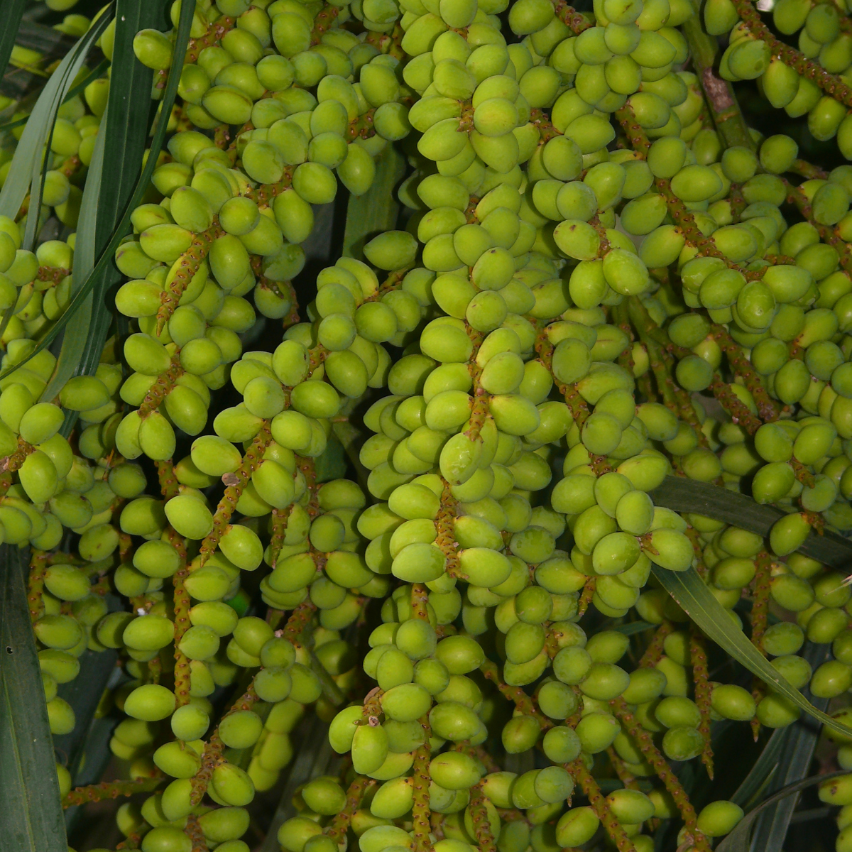 Dypsis Ampasindava seeds - 10