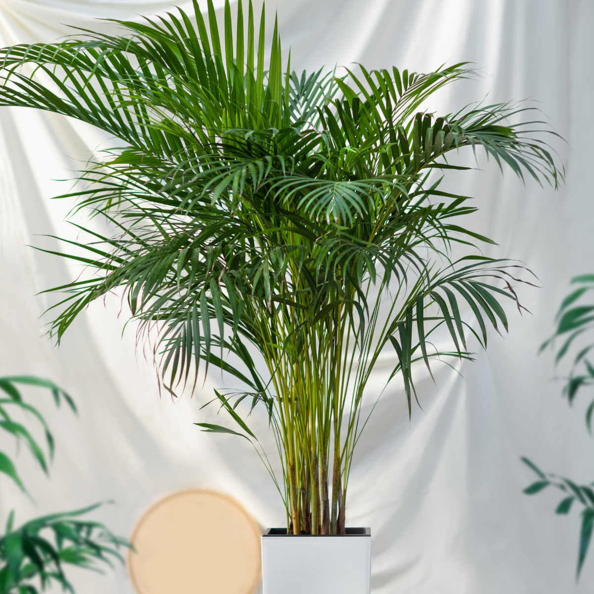 Dypsis Ampasindava seeds - 10
