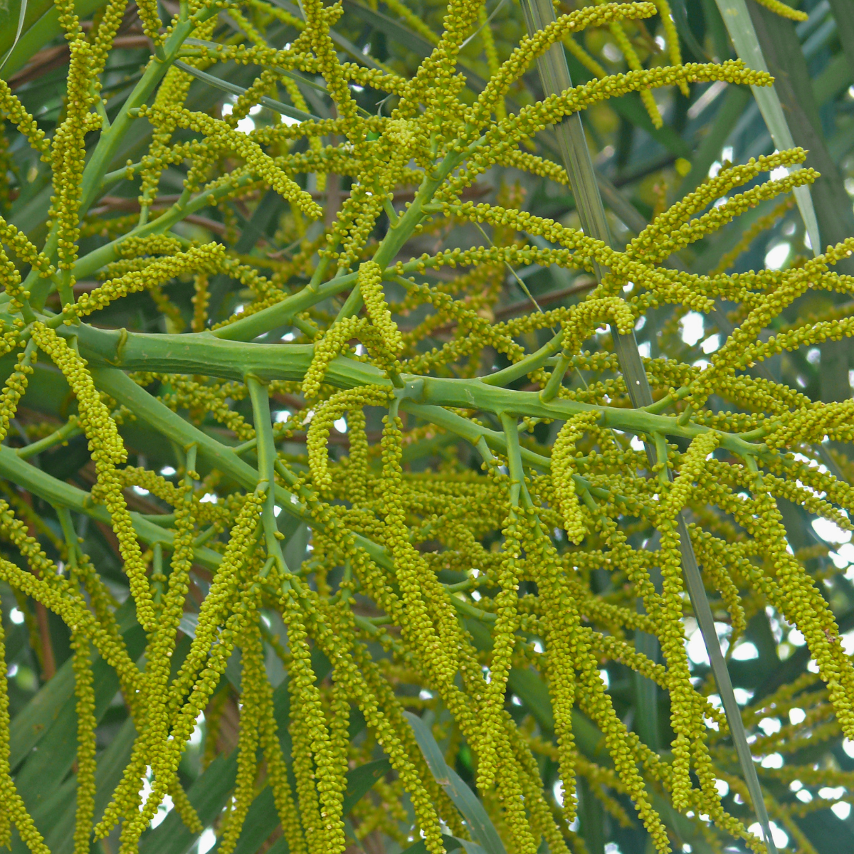 Dypsis Ampasindava seeds - 10