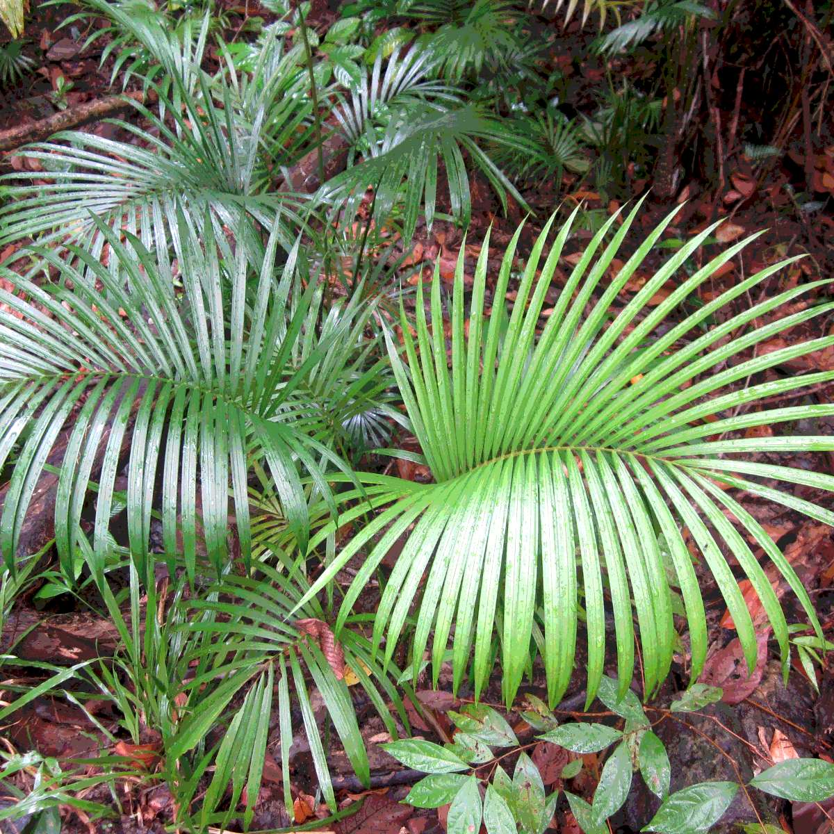 Dypsis Ampasindava seeds - 10