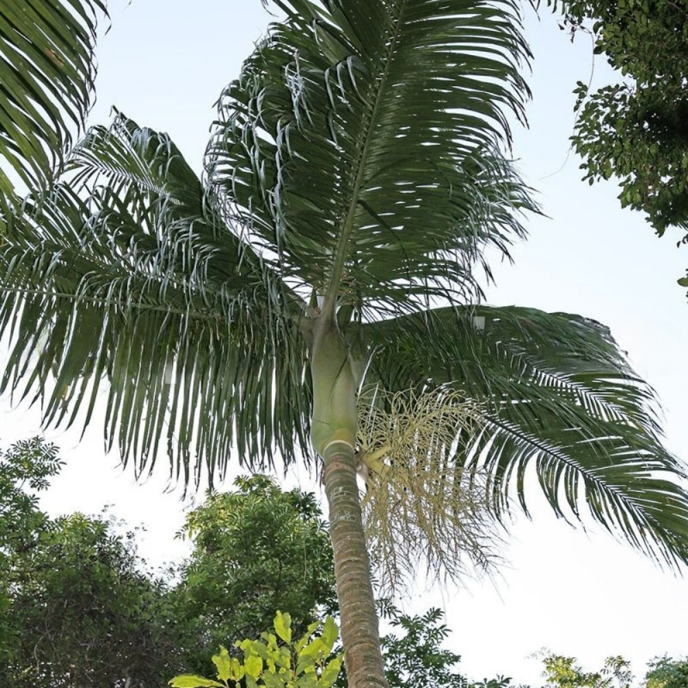 Dypsis Ampasindava seeds - 10