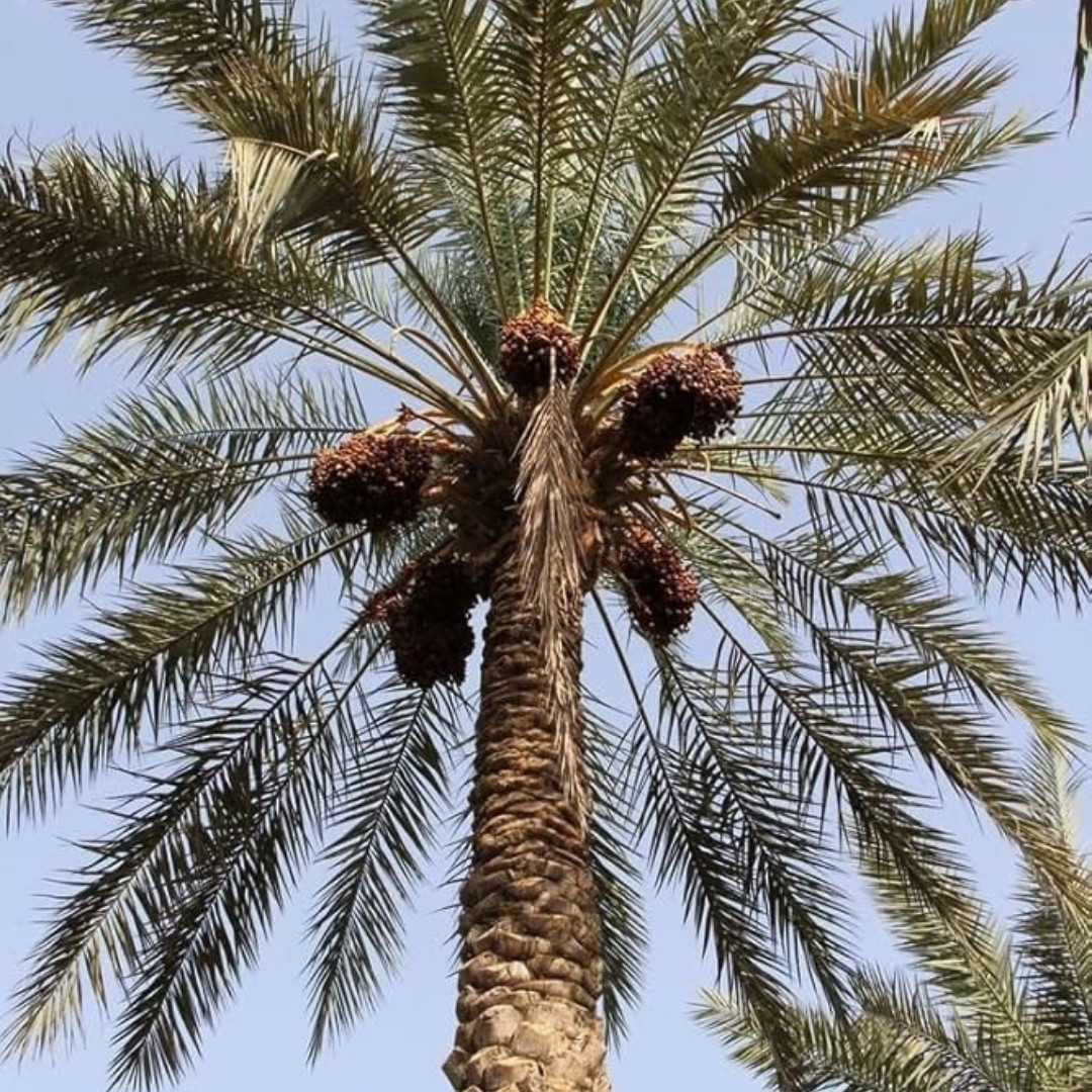 Mariami Dates Palm Seeds - 5