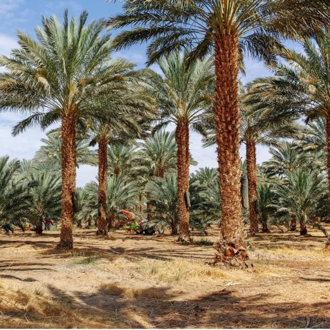 Mariami Dates Palm Seeds - 5