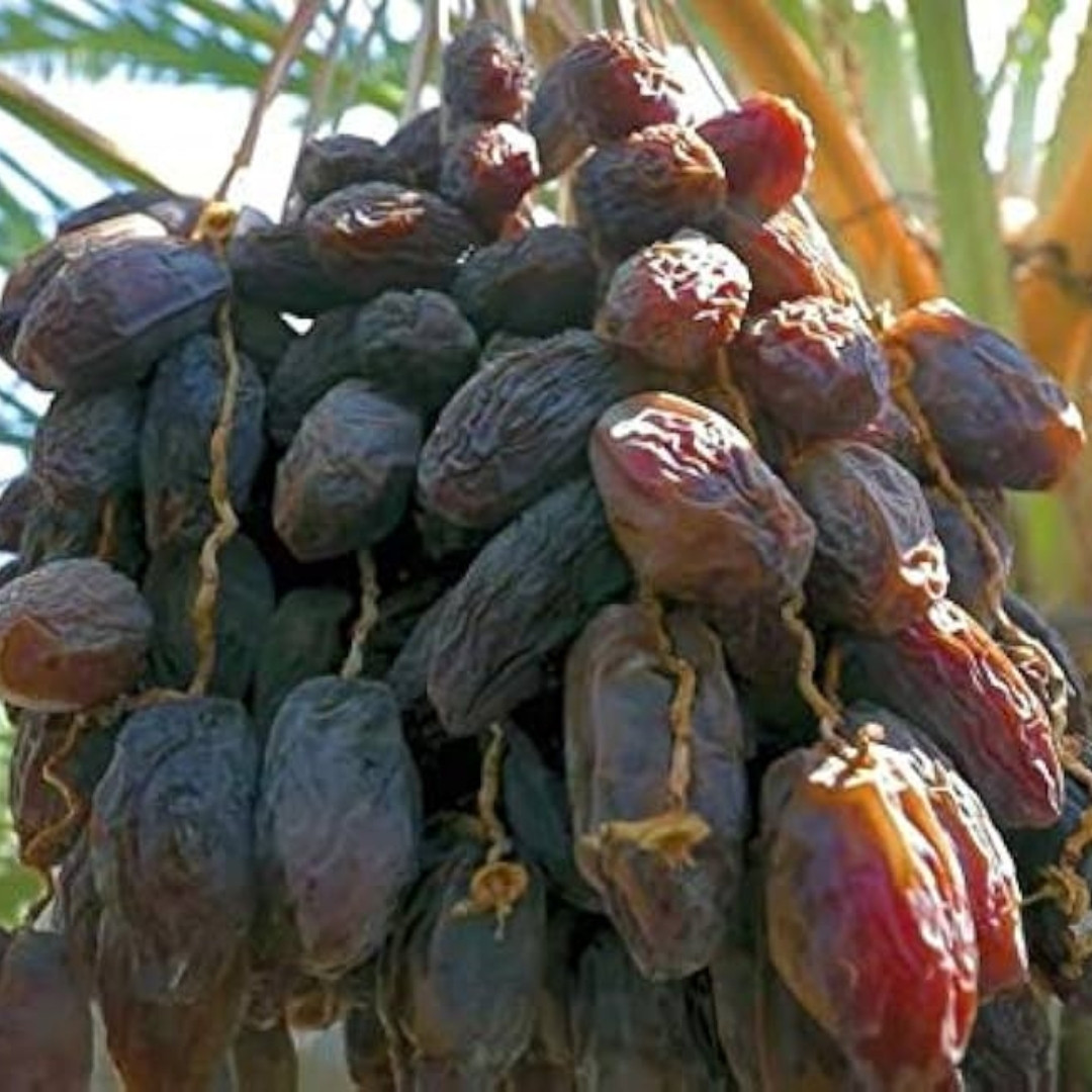 Mariami Dates Palm Seeds - 5