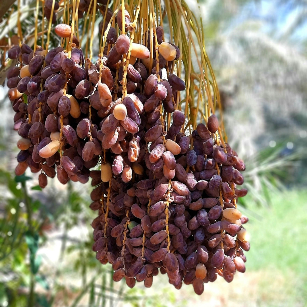 Mariami Dates Palm Seeds - 5