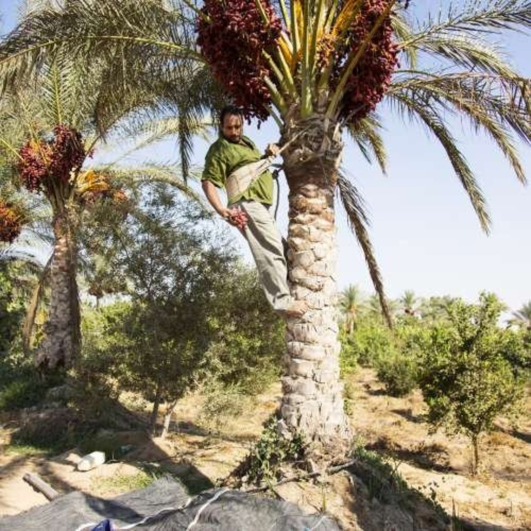 Mariami Dates Palm Seeds - 5